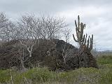 Gal 0440 Jasminocereus thouarsii